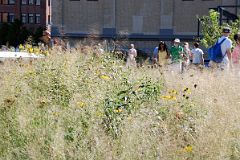 23 Flowers And Plants On New York High Line Near W 18 St